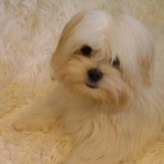 Milou